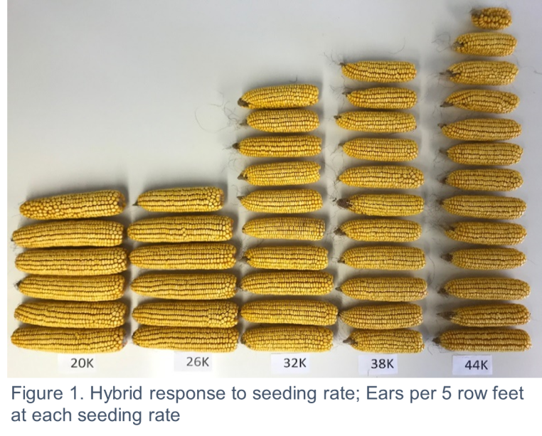 Seeding Rate Management to Optimize Corn Yields Golden Harvest