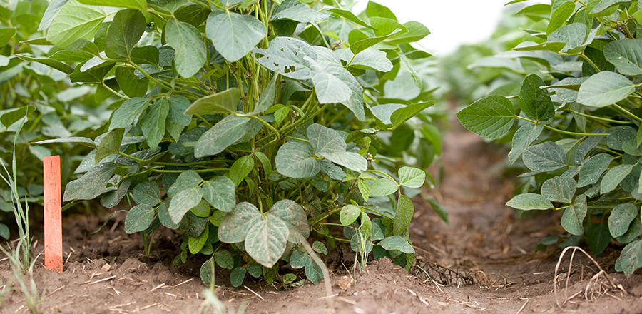 soybean field trial