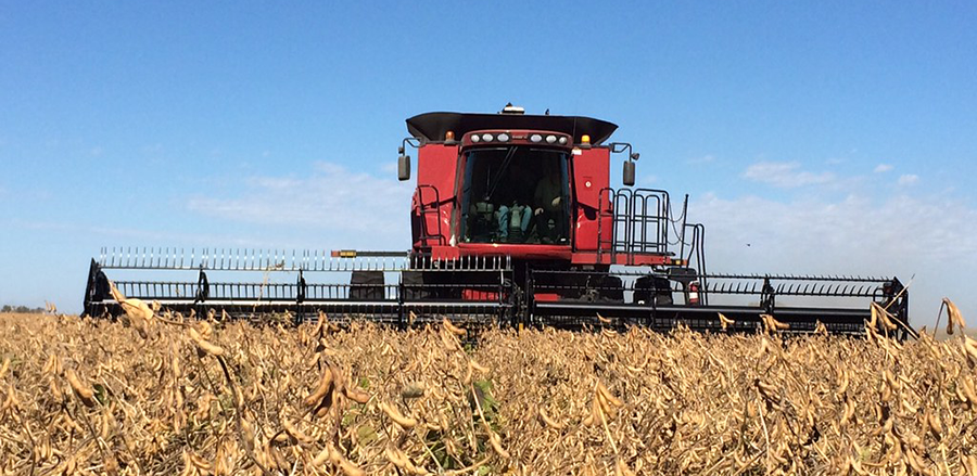 soybean harvest