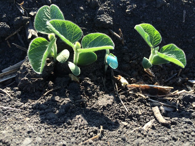 soybean seedlings
