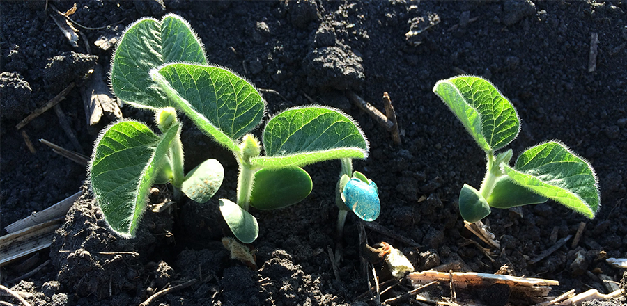 soybean beauty shot