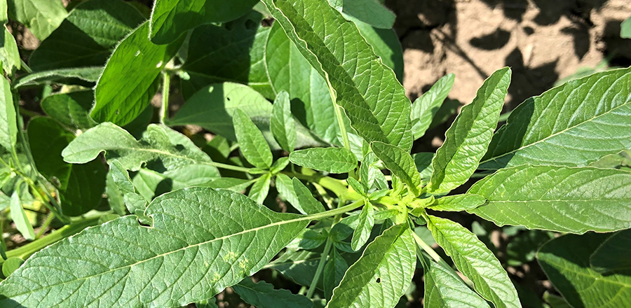 waterhemp leaves
