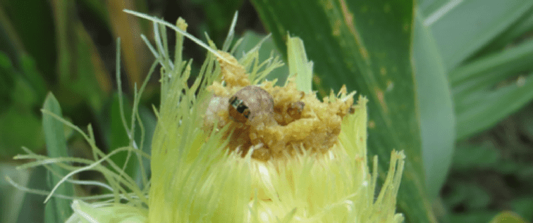 Western Bean Cutworm