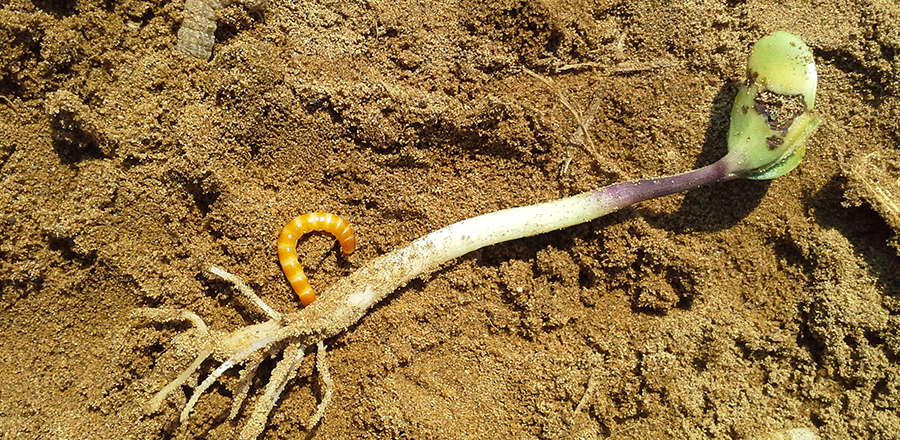 wireworm in the dirt next to a young soy plant