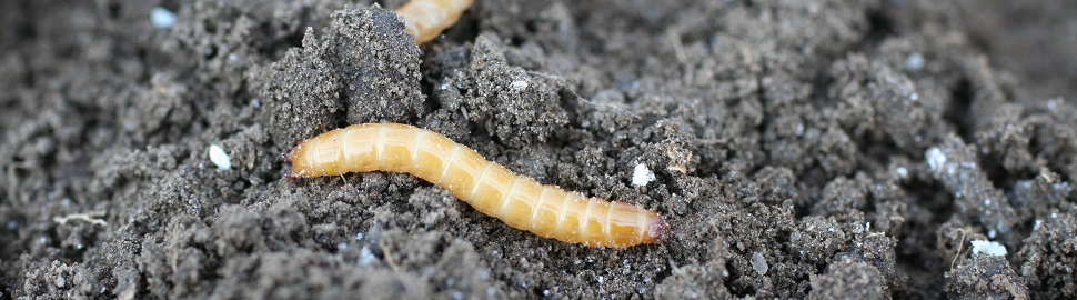 Wireworm larvae in soil