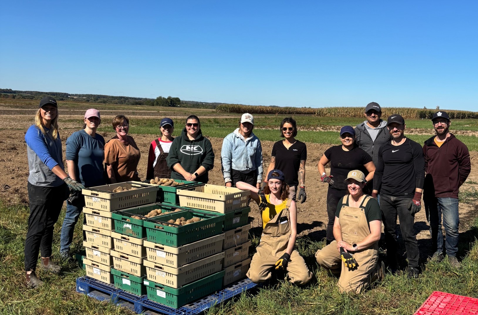 Syngenta Team harvesting potatoes